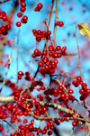 Alaska - Fairbanks / FAI: berries - photo by F.Rigaud