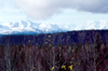 Alaska - Anchorage: mountains and forest - Chugach Mountains - photo by F.Rigaud