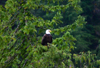 Alaska - Juneau: Bald Eagle in its natural habitat - Haliaeetus leucocephalus - raptor - bird of prey (photo by Robert Ziff)