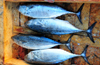 Algeria / Algrie - Bejaia / Bougie / Bgayet - Kabylie: bonitos at the fish market | bonites  la crie - photo by M.Torres