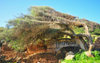 Tipasa, Algrie: olive tree shaped by the Mediterranean wind | olivier faonn par le vent marin - photo par M.Torres