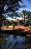 Algrie - Droh - wilaya de Biskra: petit lac dans l'oasis - photographie par C.Boutabba