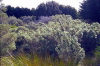 Amsterdam island: native Phylica trees sheltered by a windbreak of introduced cedar trees - photo by F.Lynch