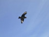 New Amsterdam island: skua hovers in the strong offshore breeze - Catharacta antarctica - photo by F.Lynch