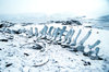 Port Lockroy, Wiencke Island, Antarctica: whale's skeleton - photo by R.Eime