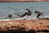 Argentina - Caleta Horno - Baha Gil (Chubut Province): Black and Magellanic Oystercatcher - photo by C.Breschi