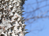 Argentina - Puerto Iguazu - spikes on the trunk of a Floss-Silk tree - Chorisia speciosa - along the Rio Iguazu - images of South America by M.Bergsma