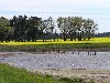 Argentina - Azul (Buenos Aires province): rape field / colza - agriculture (photo by Captain Peter)