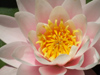 Argentina - Buenos Aires - Jardin Botanico, Carlos Thays, Palermo - water lilly flower - images of South America by M.Bergsma