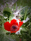 Israel - there's a confrontation between flowers too (image by Efi Keren)