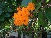 Ascension island: flowers ( photo by Cpt Peter)