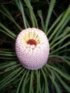 Australia - Perth / PER (WA): Banskia Flower - Botanical Garden - photo by Luca Dal Bo