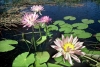 Australia - Northern Territory: Water Lilies - photo by  Picture Tasmania/Steve Lovegrove