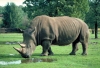 Australia - Dubbo (NSW): White Rhino - Western Plains Zoo - photo by Rod Eime