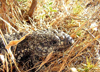 Australia - Coorong NP (SA): lizard - photo by Luca Dal Bo