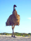 Australia - Eucla Telegraph Station - Eyre Highway  (WA): Emu - photo by Luca dal Bo