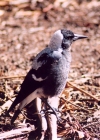 Australia - Canberra (ACT): magpie - Anzac Parade (photo by M.Torres)