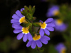 near Albany (WA): Castle Rock hike - Blue and Yellow Wildflowers - photo by B.Cain