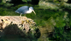 Australia - South Australia: Heron by the water - photo by G.Scheer