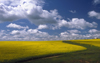 Australia - Truro, South Australia: Canola Field - Australian agriculture - photo by G.Scheer