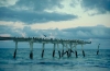 Australia - Eucla (WA): historic wharf - photo by R.Eime