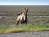 Azerbaijan - Salyan road: camel (photo by F.MacLachlan / Travel-Images.com)