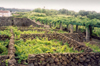 Azores / Aores - Biscoitos: curraletas para vinhas - produo de vinho Verdelho - photo by M.Durruti