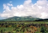 Azores / Aores - Faj de Cima: looking at Serra Gorda - photo by M.Durruti