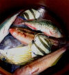 Barbados - Six Men's Bay - St Peter Parish: catch of the day - fresh fish in a bucket - tropical fish - Caribbean fish - photo by P.Baldwin