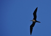 Belize City, Belize: female Magnificent Frigatebird in flight - Fregata magnificens - photo by M.Torres