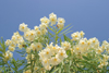 Belize - Caye Caulker: spring flowers - photo by C.Palacio