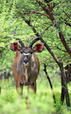 Gaborone Game Reserve, South-East District, Botswana: Greater Kudu bull in the in the Bushveld sub-tropical woodland - Tragelaphus strepsiceros - woodland antelope with large, rounded ears - ruminant mammal - photo by M.Torres