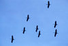 Chobe National Park, North-West District, Botswana: flock of marabou storks in flight - Leptoptilos Crumeniferus - photo by C.Lovell