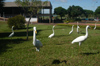 Brazil / Brasil - Dourados: herons by the bus terminal / garas - terminal (photo by Marta Alves)