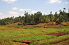 Gitega province, Burundi: valley with verdant crops flanked by eucalyptus - agriculture in Burundis central plateau - photo by M.Torres