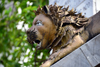 Cameroon, Douala: lions sculpture at Mukanda Palace, Chteau Mukanda, the Sultan's palace - photo by M.Torres