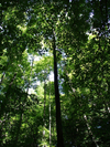 Canada / Kanada - Pelham / Fenwick, Ontario: dense forest - photo by R.Grove