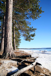 Canada - Ontario - Lake Superior: shoreline - pinetrees and snow - photo by R.Grove