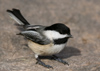 Canada - Ontario - Black-capped Chickadee, Parus atricapillus or Poecile atricapillus - fauna - photo by R.Grove