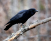 Canada - Ontario - Common raven on limb - Corvus corax - fauna - photo by R.Grove