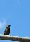 Toronto, Ontario, Canada: bird rests on a traffic light structure - photo by M.Torres