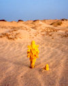 Cape Verde / Cabo Verde - Sal island: flower blossoming in the desert - desabrochando no deserto - photo by M.Torres