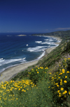 Cachagua, Valparaso region, Chile: cliffs and flowers above the town - photo by C.Lovell