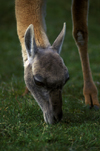 Torres del Paine National Park, Magallanes region, Chile: close-up of female guanaco grazing in the Patagonian steppe - Lama guanicoe - photo by C.Lovell