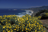 Cachagua, Valparaso region, Chile: yellow flowers bloom in the spring above the town - photo by C.Lovell