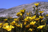 Chile - Atacama Desert: dunes and yellow flowers - Desierto Florido - dunas y flores amarillas - photo by N.Cabana