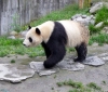 China - Sichuan Province: Giant panda / Ailuropoda melanoleuca - Wolong Scientific Center for Panda Research and Preservation, in the mountains near Chengdu - panda bear - UNESCO world heritage site (photo by  G.Frysinger)