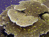 Christmas Island - Underwater photography - Coral Head and Yellow damselfish (photo by B.Cain)