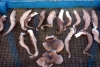 Crete - octopus drying (photo by A.Dnieprowsky)