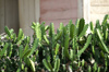 Cuba - Holgun province - cactus fence - photo by G.Friedman